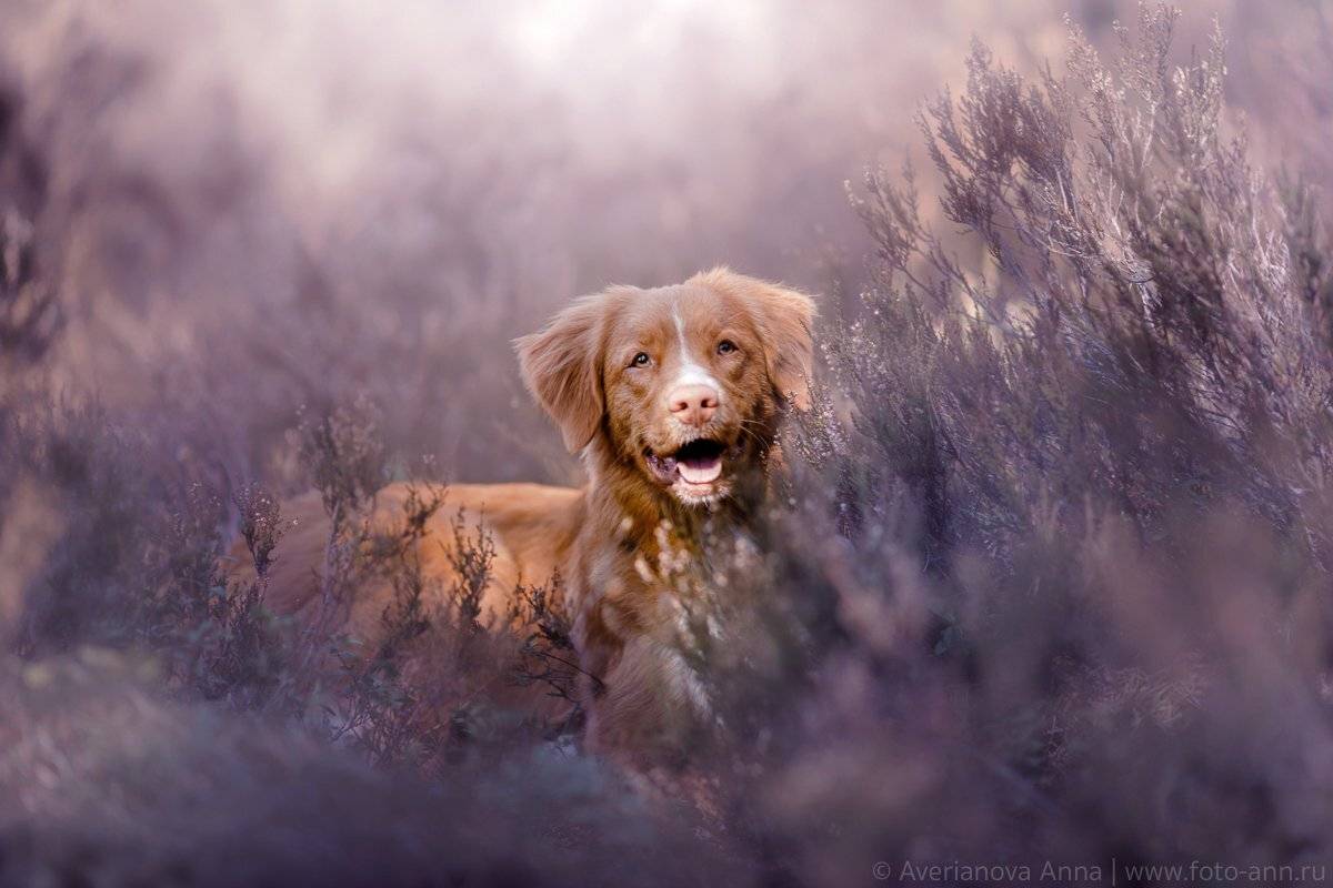 собака, природа, вереск, Анна Аверьянова