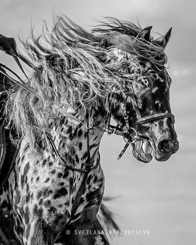 horse, appaloosa, motion, gallop, лошадь, лошади Ветер в гриве фото превью