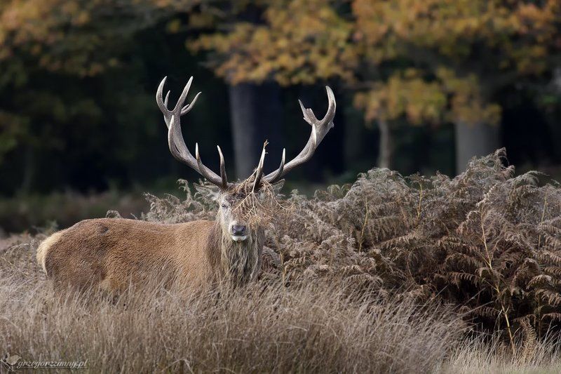 Deer фото превью
