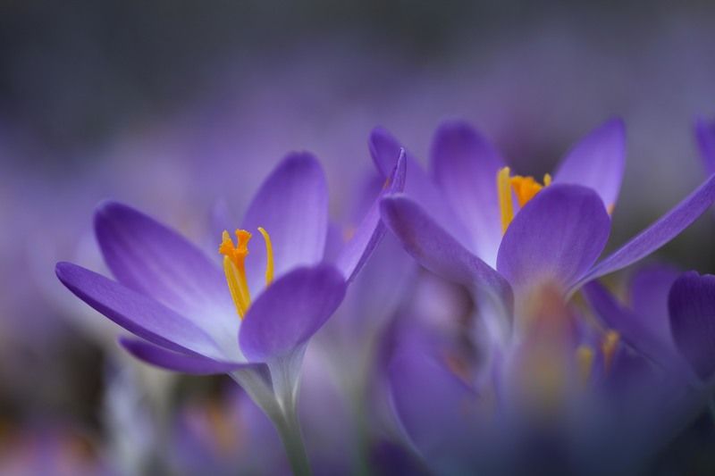 Проклюнулись фото превью