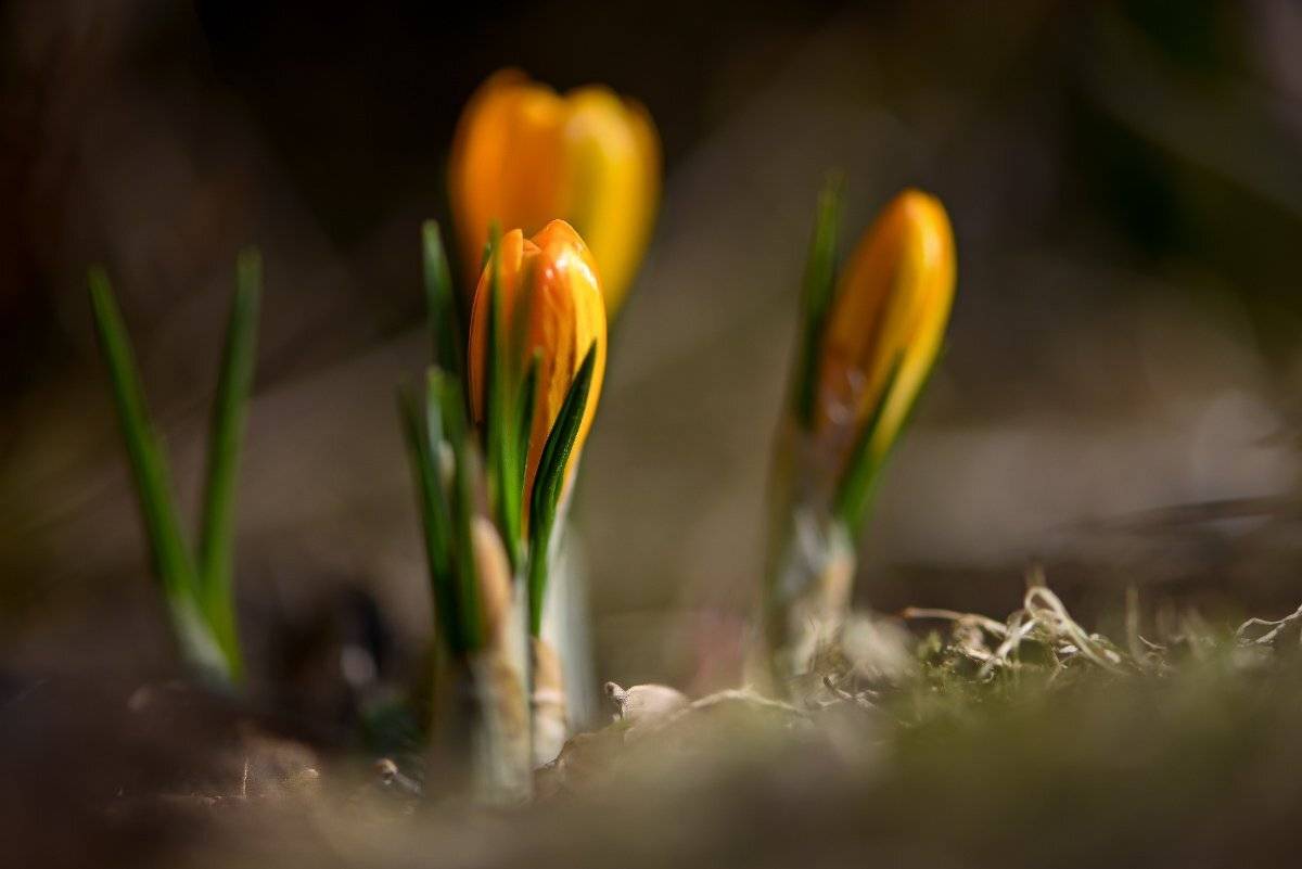природа, макро, весна, цветы, крокус,, Неля Рачкова