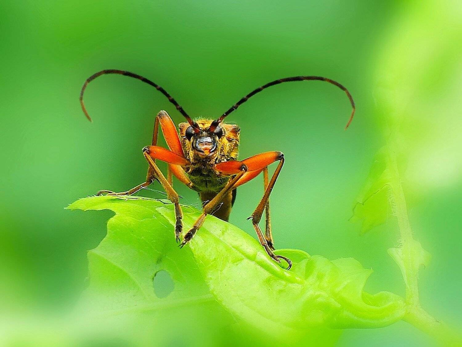 , Mihalych