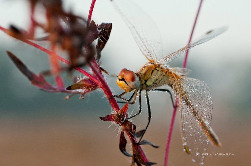 *** фото превью