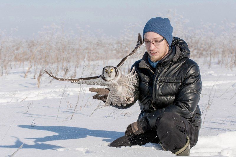 сова, птица Апофеоз фото превью