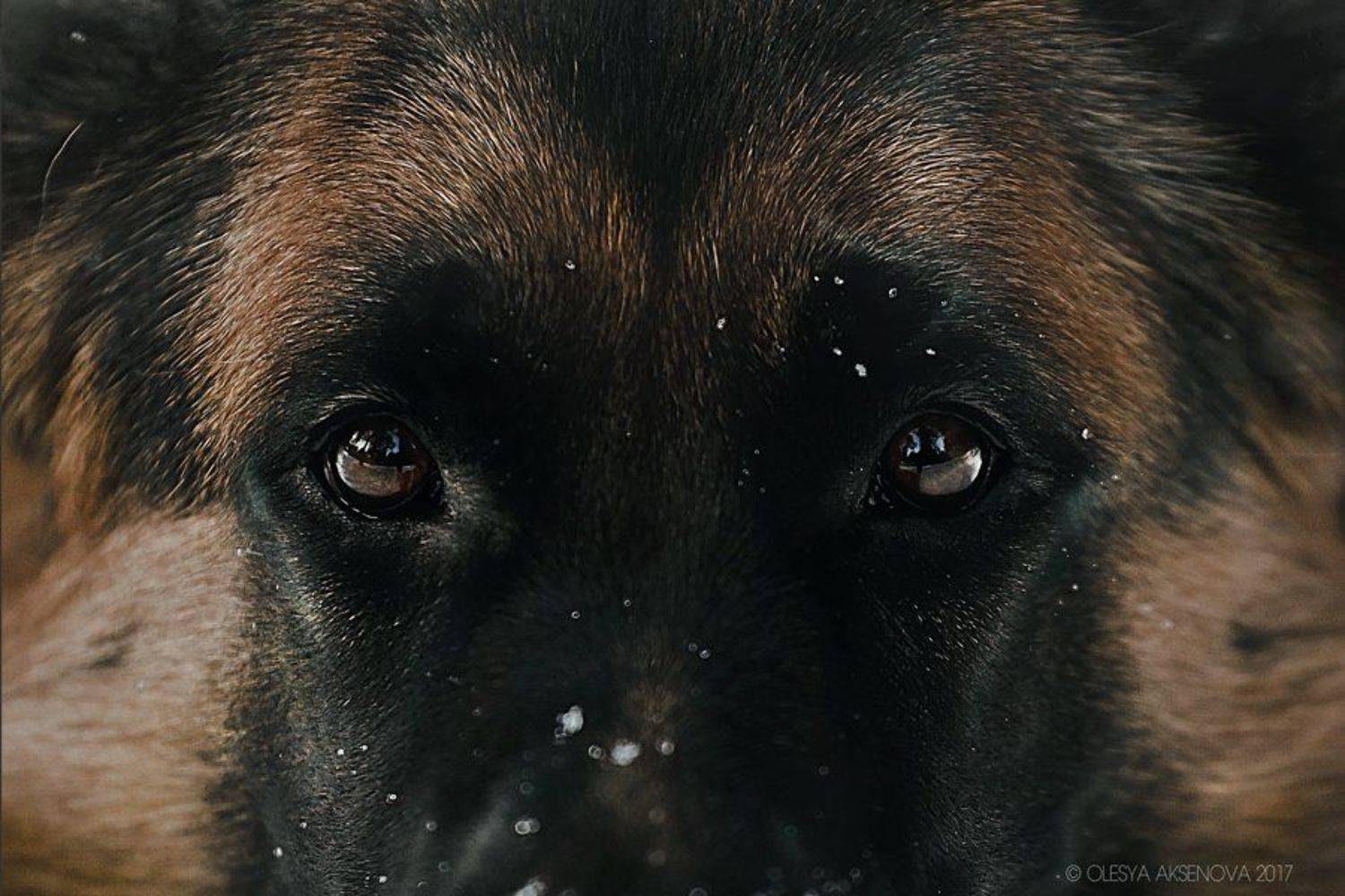 собака, глаза. овчарка, немец, Аксёнова Олеся