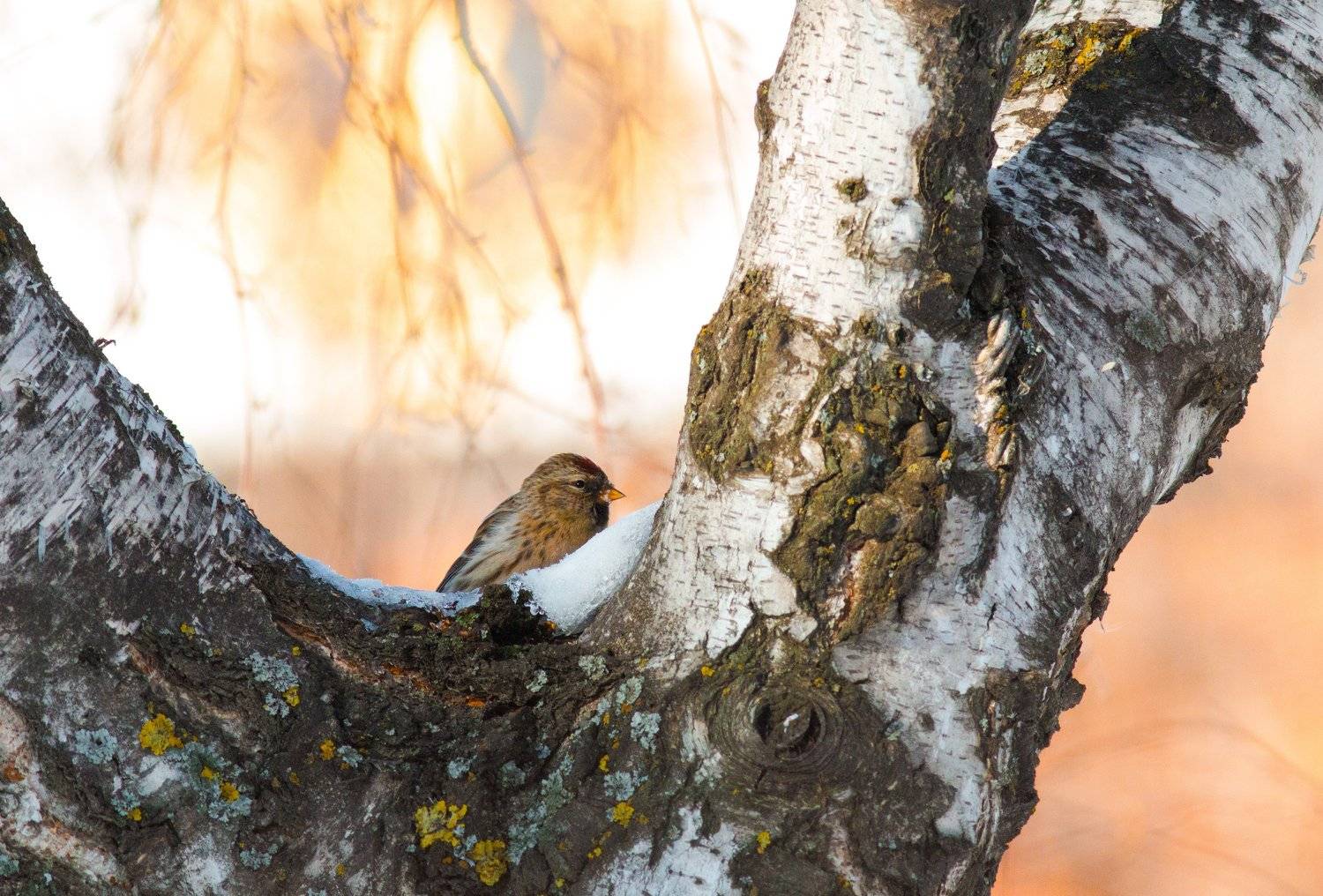 птицы, чечетка, Алина Урусова
