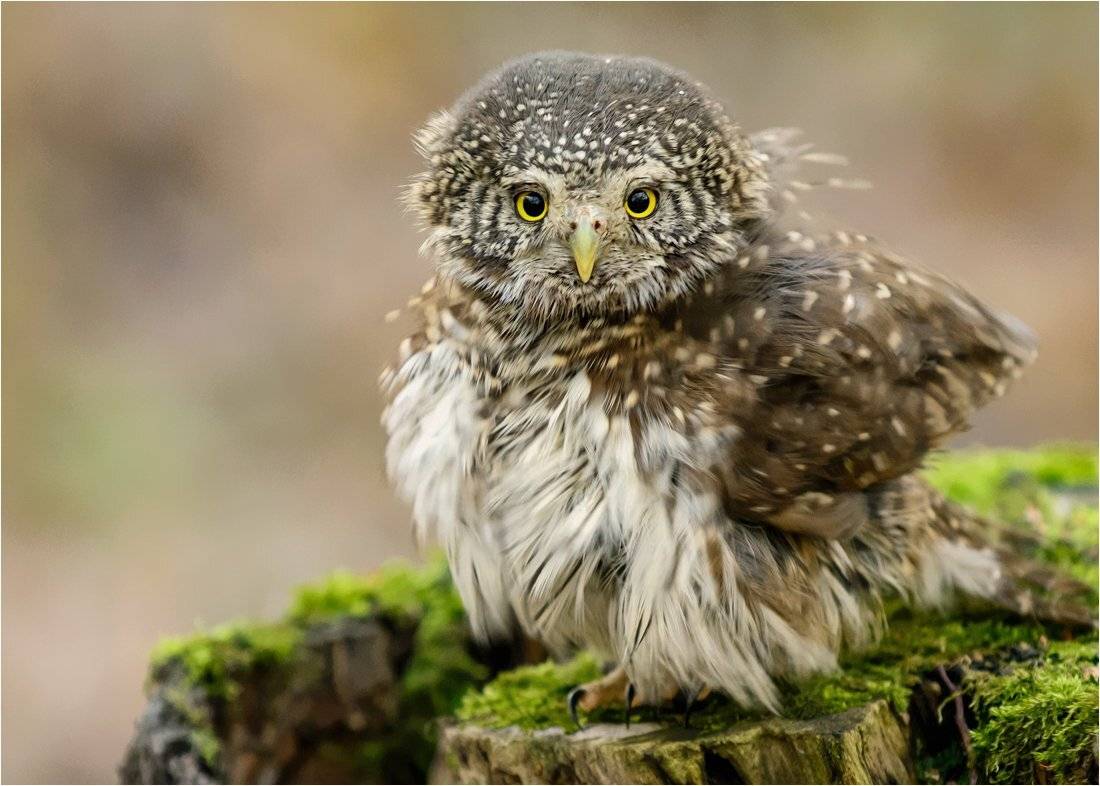 , Валерий Субачев