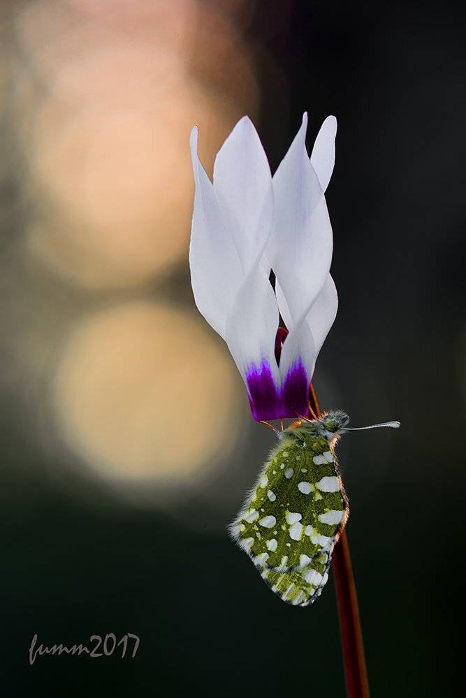 , Игорь ФУММ