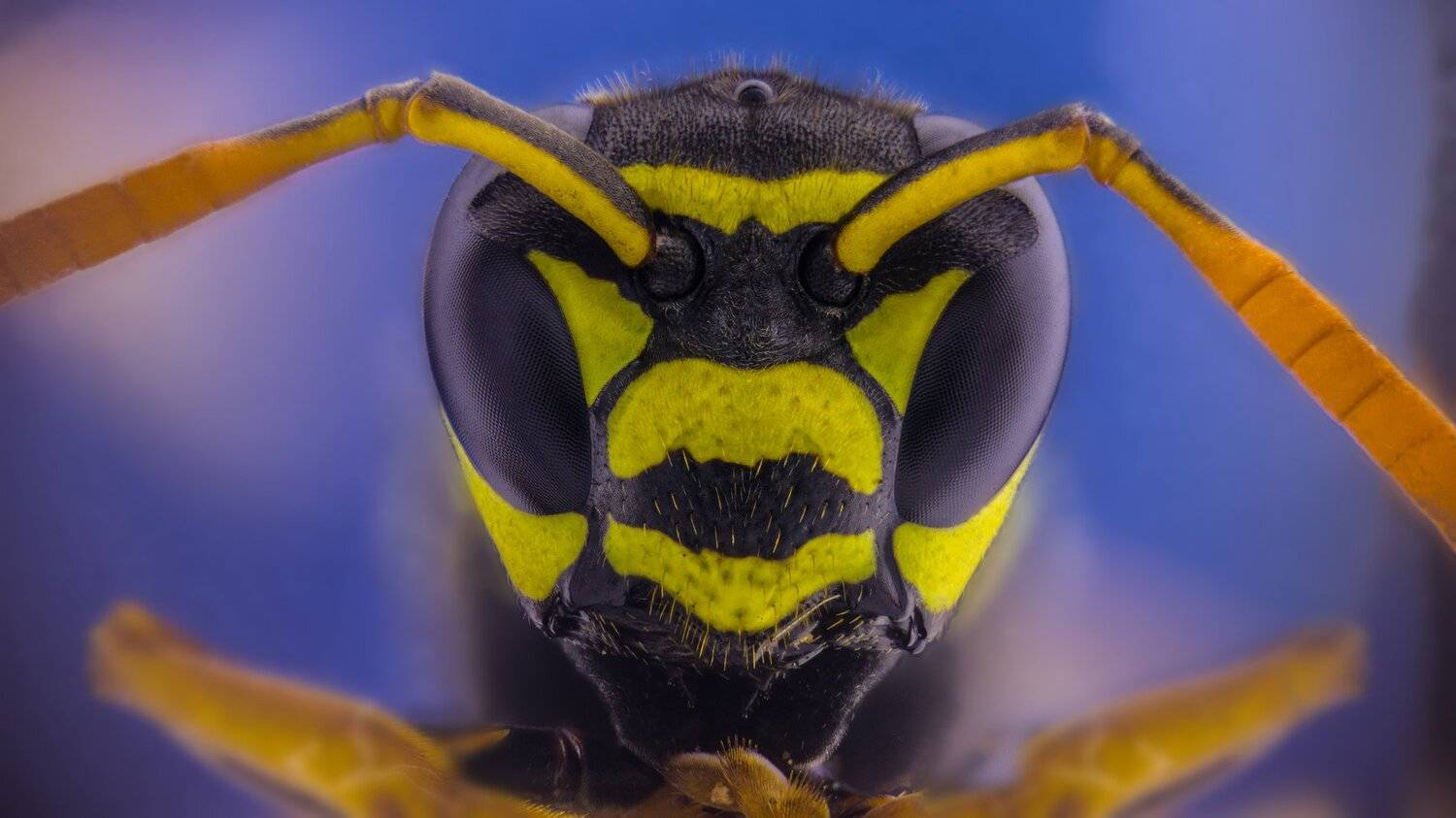 ceclii,macro,lgg4, Tsvetan Ganev