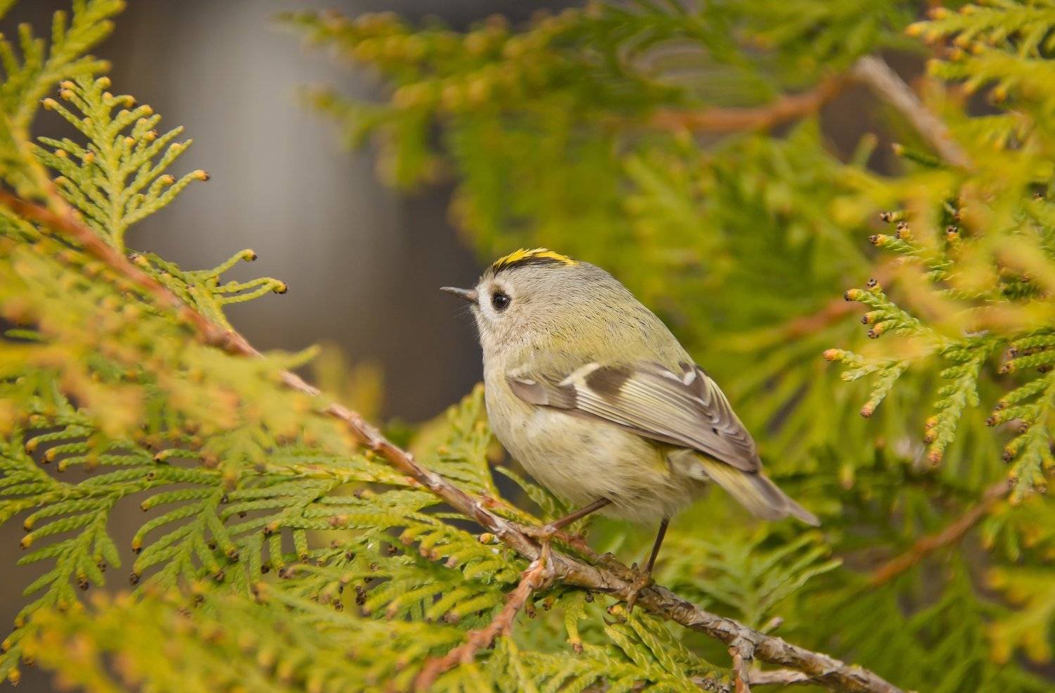 желтоголовый королёк, Regulus regulus, можжевельник, зелёный, птица, самый маленький, кроха, Ксения Соварцева