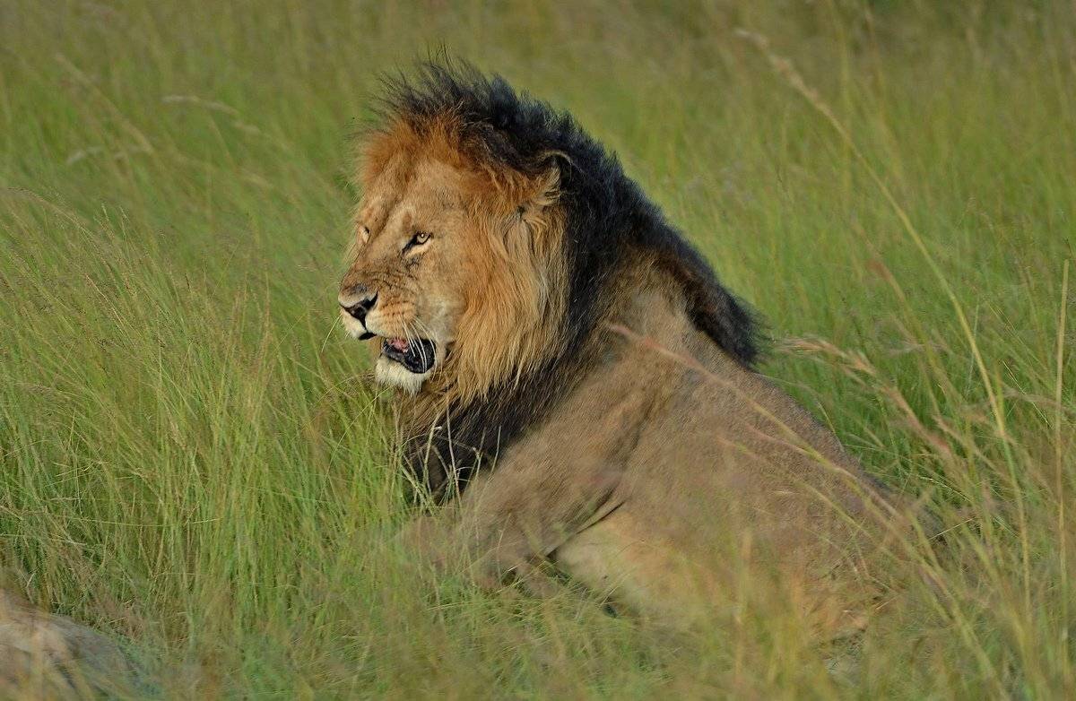 царь, Александр Маркелов