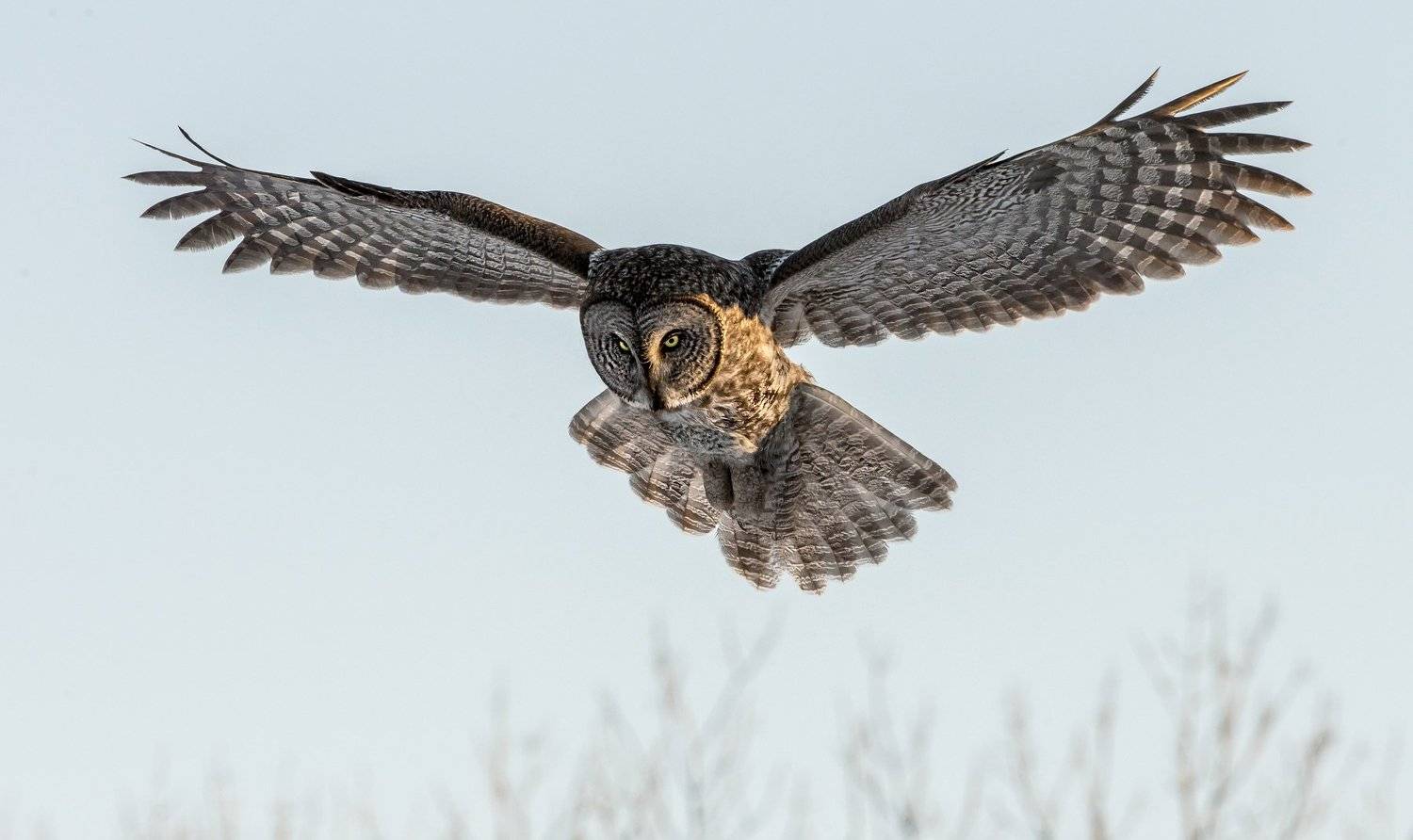 chouette lapone / great gray owl / strix nebulosa, Jacques Falardeau