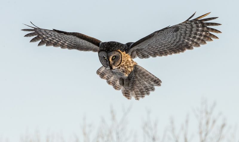 chouette lapone / great gray owl / strix nebulosa  фото превью