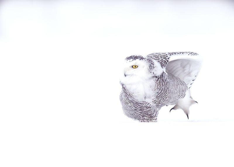 Harfang des Neiges / Snowy Owl / Bubo scandiacus фото превью