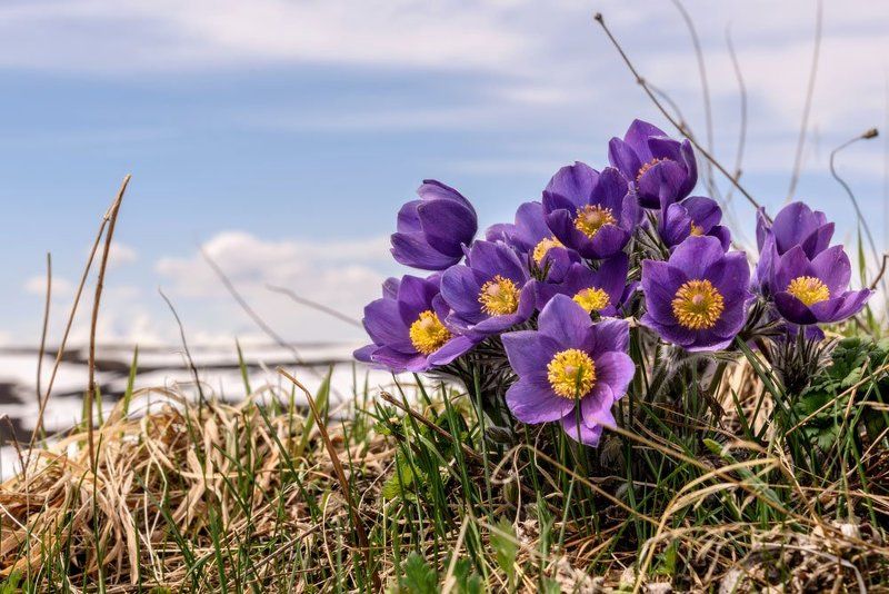 цветы, прострел, flowers Весенние букеты фото превью