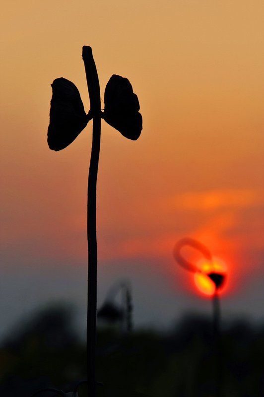 lotus lotus фото превью