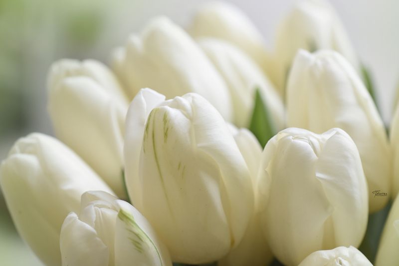 В белом платье.... фото превью