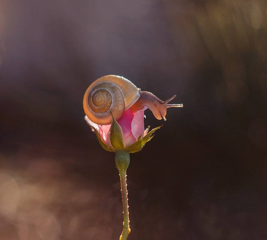 , Pawel Plucinski