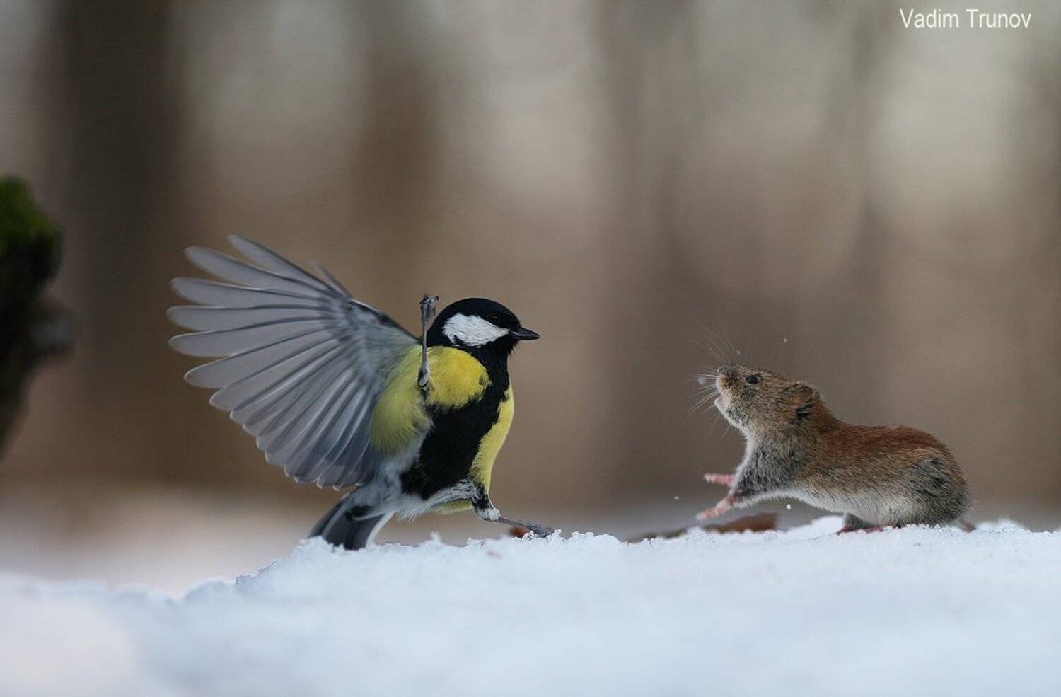 , Вадим Трунов