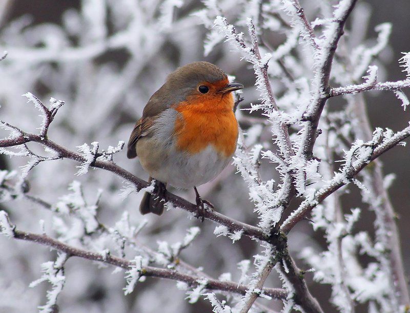 Зарянка одним туманным зимним утром. фото превью