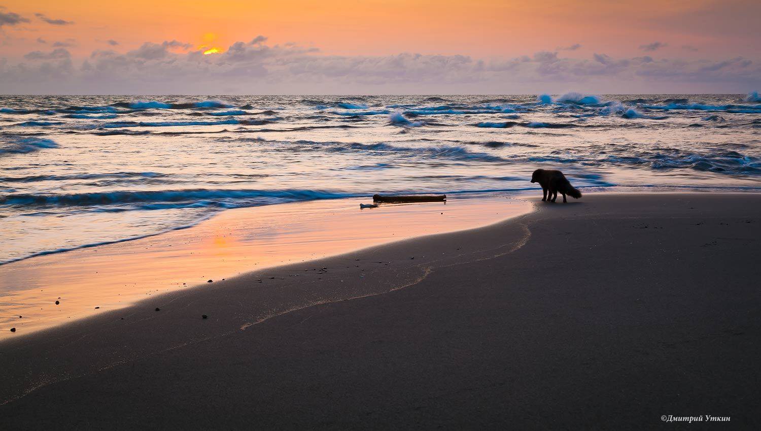 , Дмитрий Уткин