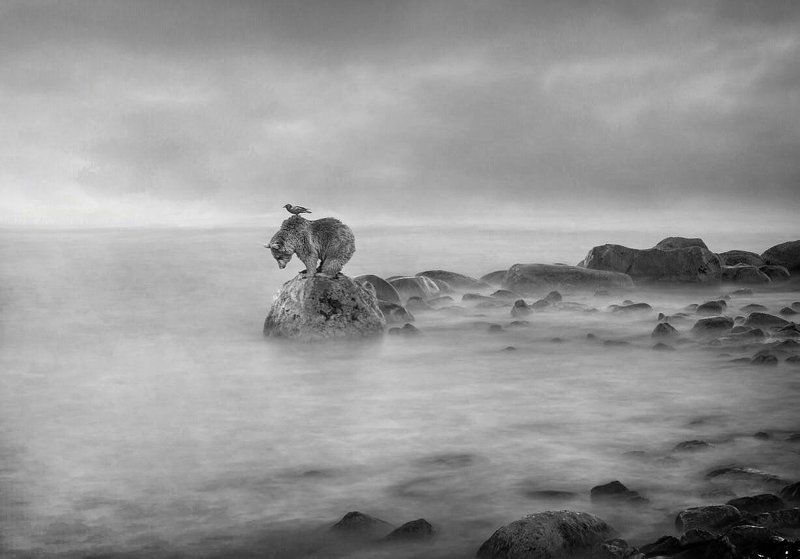 #man #cloudly #bnw #fine_art #sky #cloud #mehrzad_photo #hossein_mehrzad #black_and_white #b&w #editing #photoshop #creative #photo_art #digital #mehrzad #photography #creative_art #consept_art #freedom #woman #blood #pesonal #crush #animal #bear #blinds  Bear and blinds фото превью