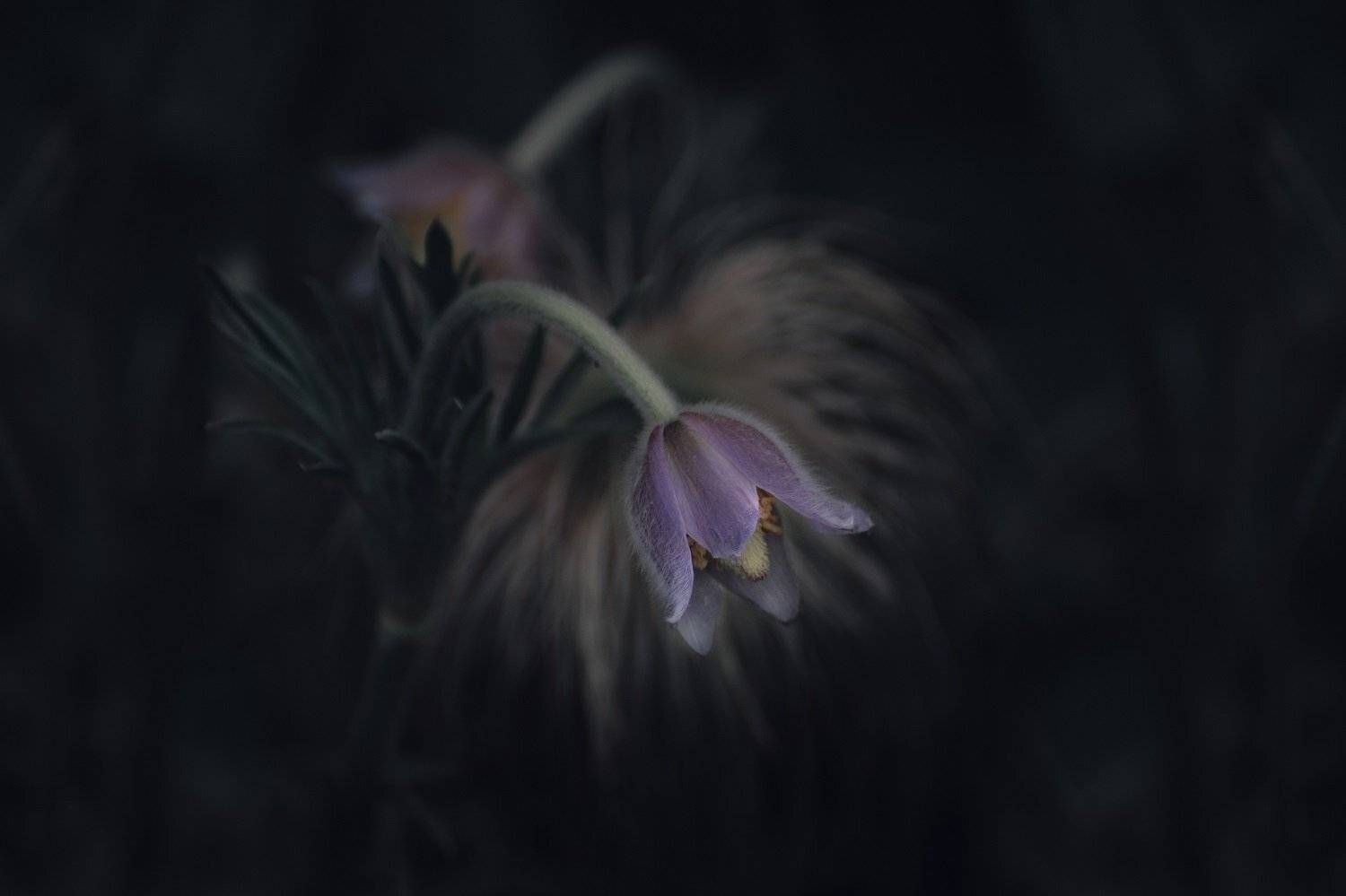 , Шинкарева Елена