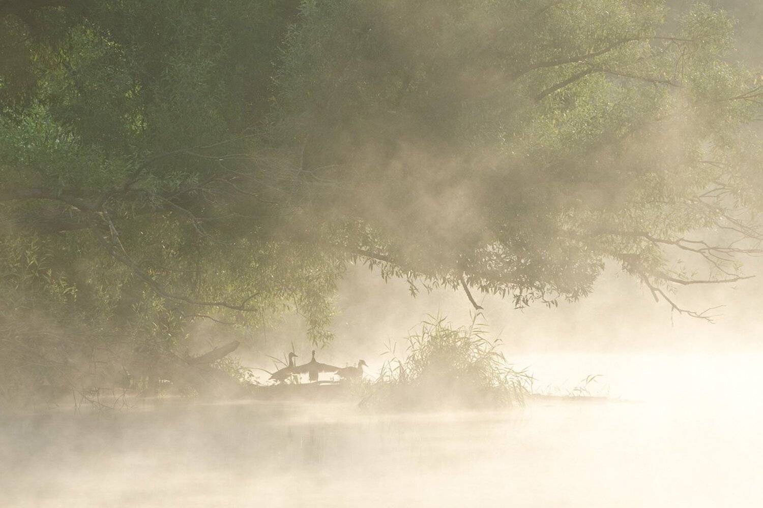 утки природа утро туман якшино река упа, Михаил Агеев