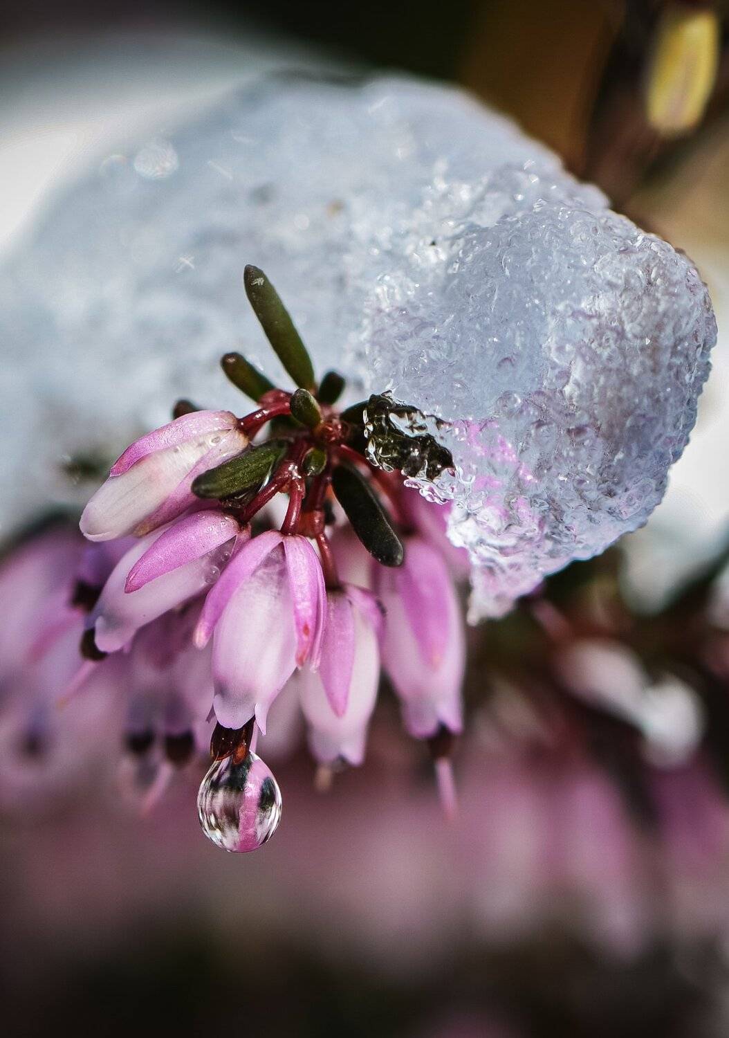 природа, макро, весна, цветы, вереск, эрика, снег, капель, Неля Рачкова