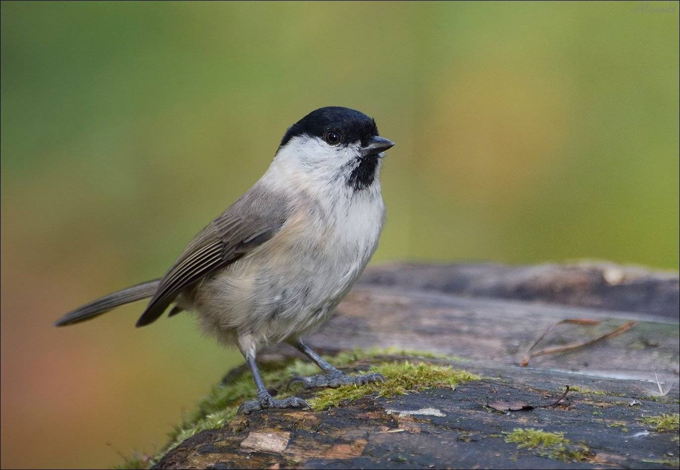 гаичка, Андрей Медведев