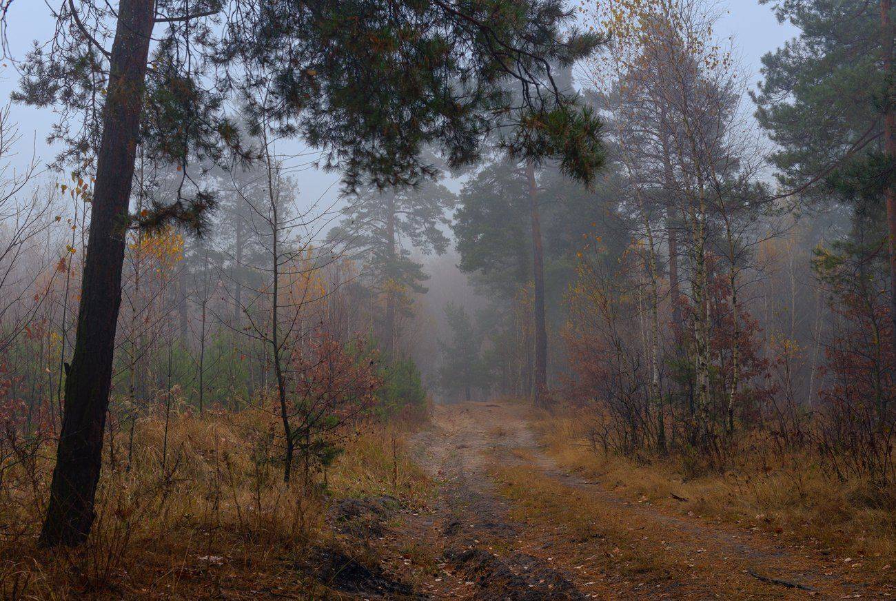 осень, ноябрь, лес, туман, Галанзовская Оксана