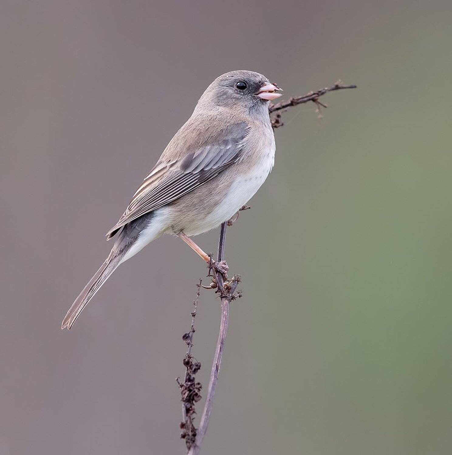junco, юнко, Elizabeth Etkind