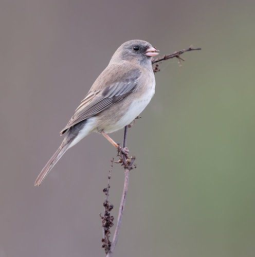 Dark-eyed Junco Female - Юнко(Самка)