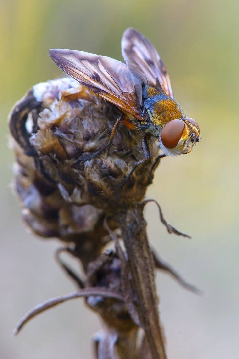 глазастая, Кузнецов Дмитрий