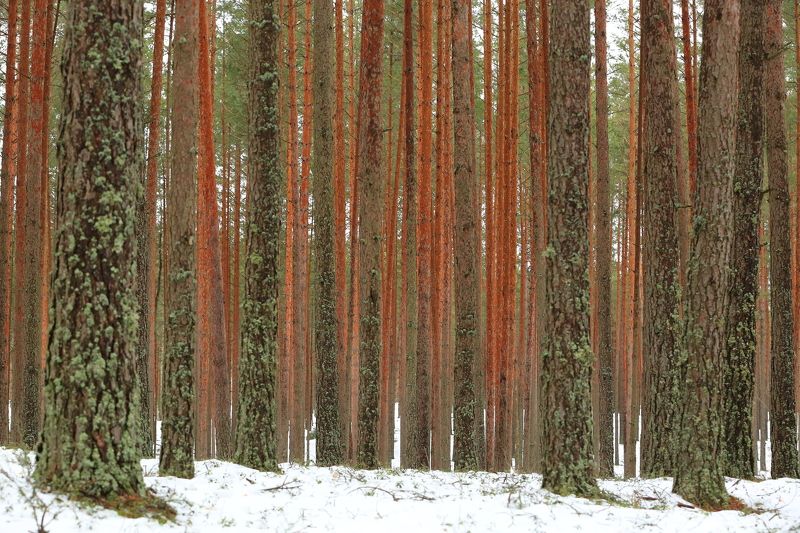 Красный Бор фото превью