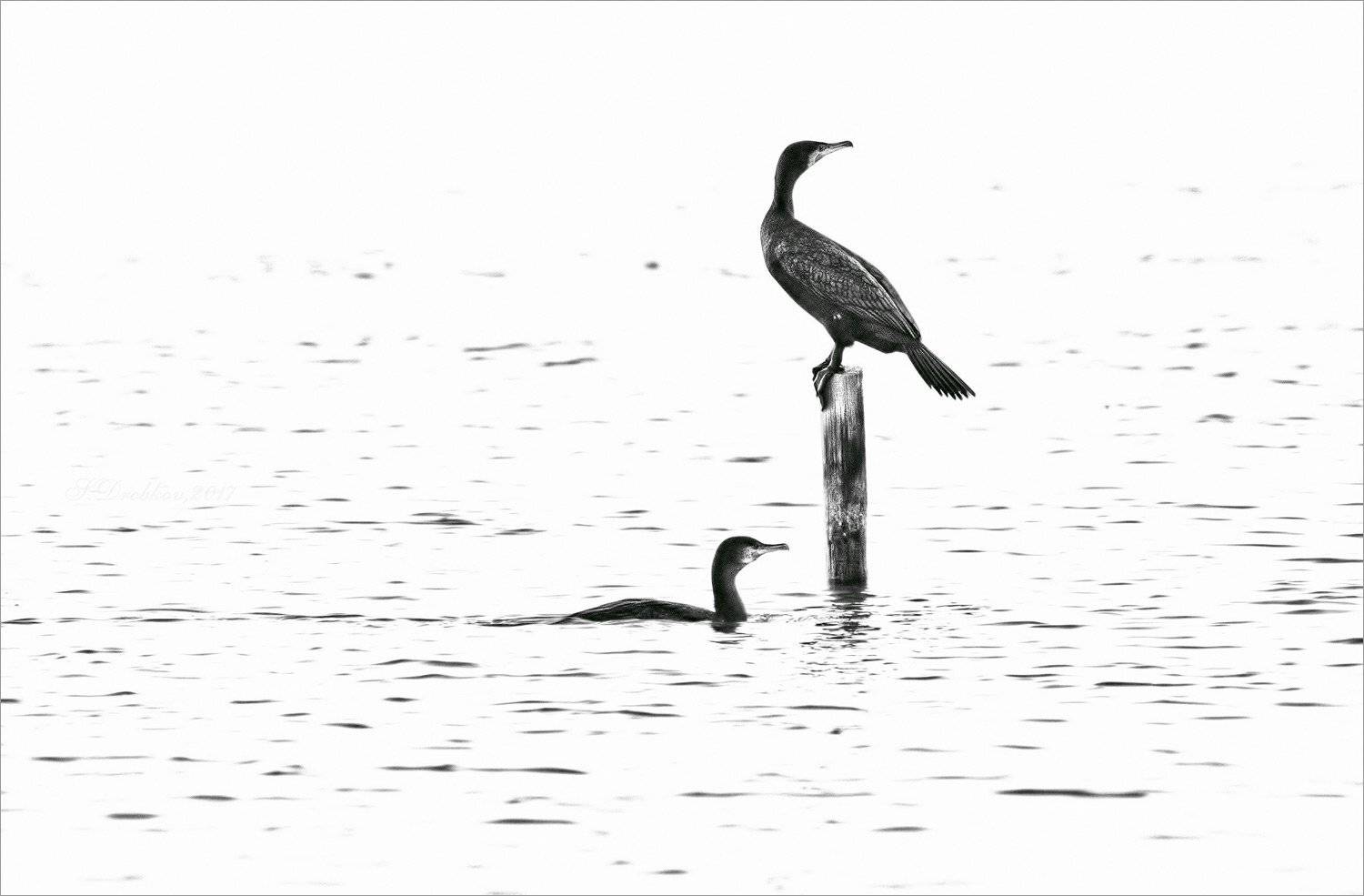 зима, птицы, фауна, баклан, Sergey Drobkov