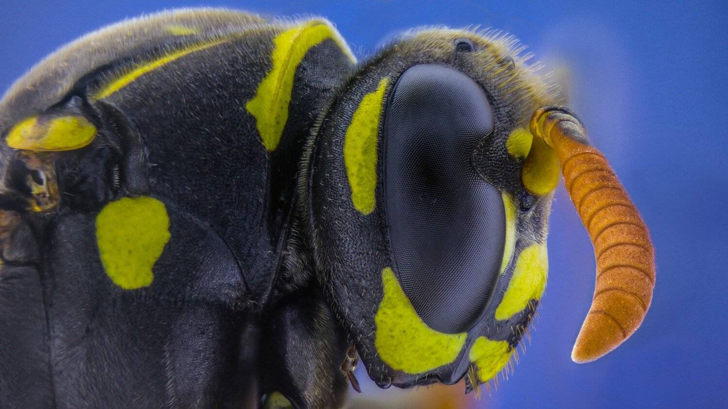 ceclii,macro,lgg4, Tsvetan Ganev