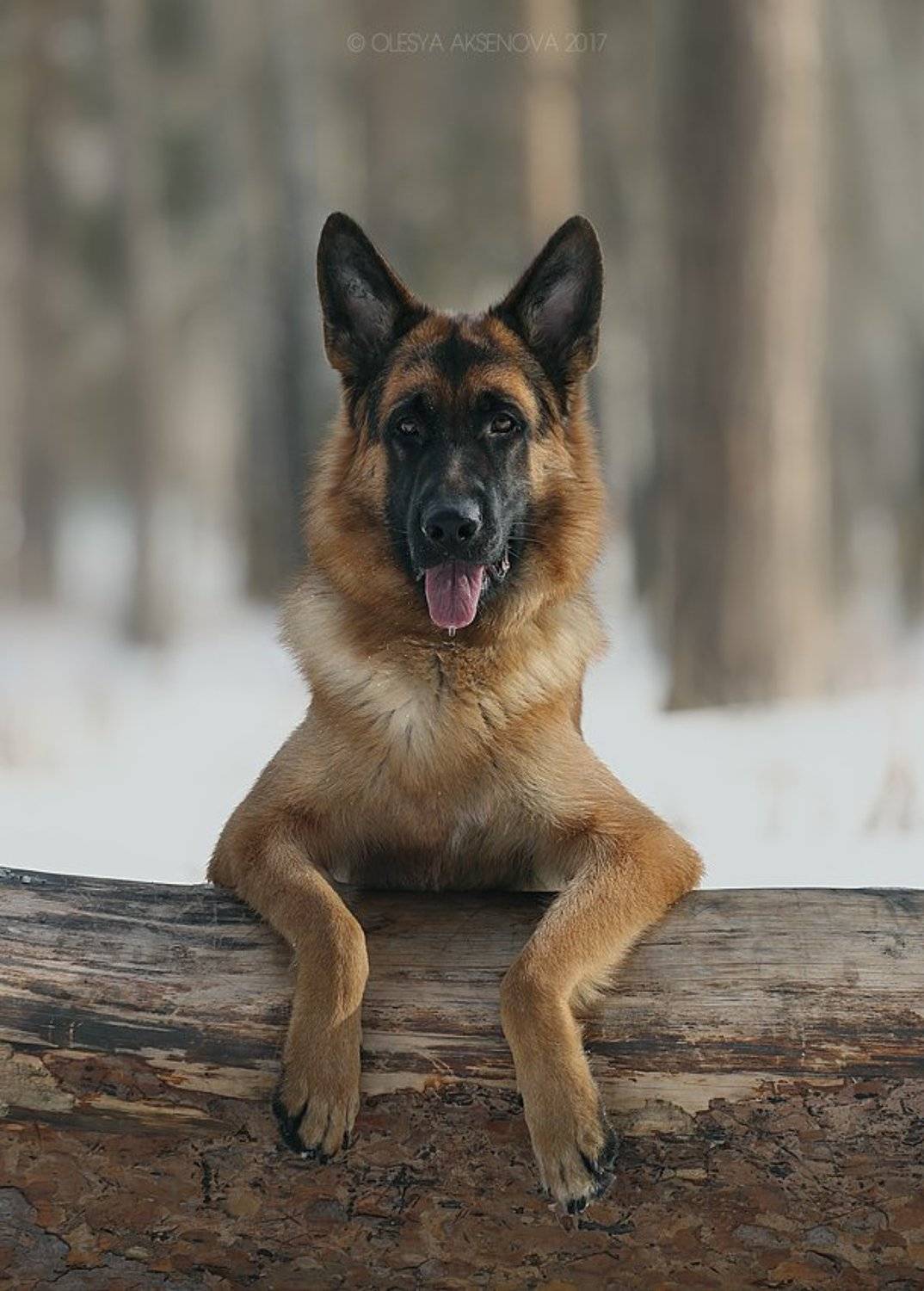 собака,, Аксёнова Олеся