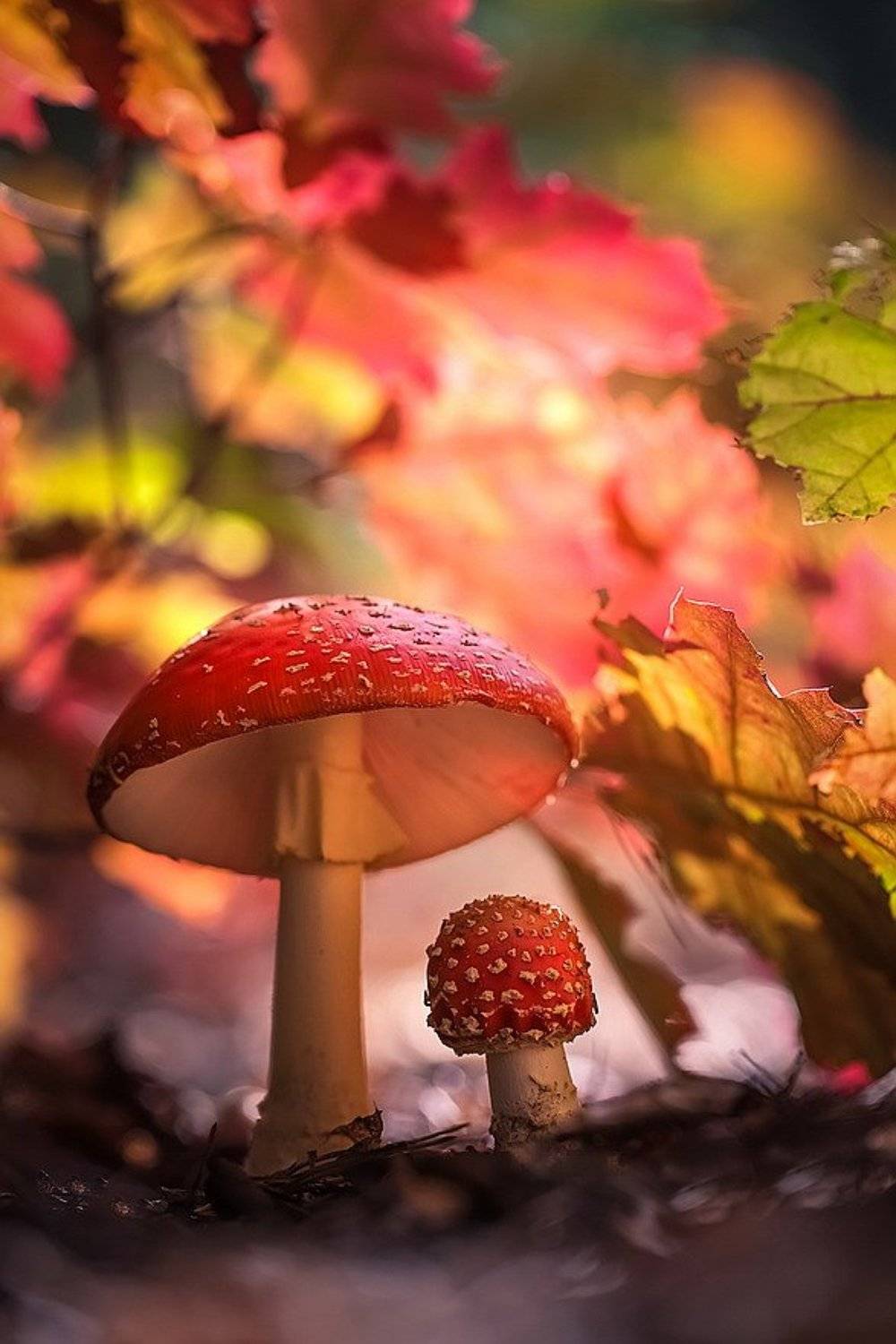 , Вячеслав Мищенко