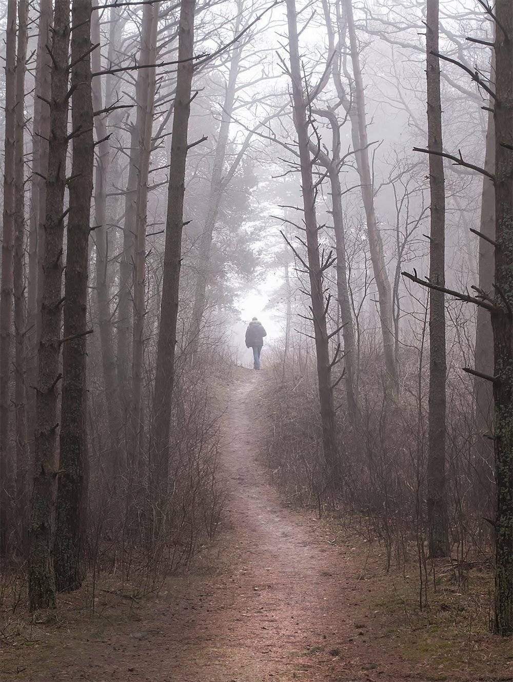 forest,fog,man, Daiva Cirtautė