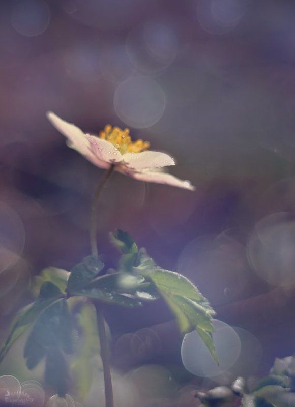 Przedwiośnie фото превью