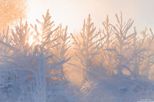 Сквозь деревья.