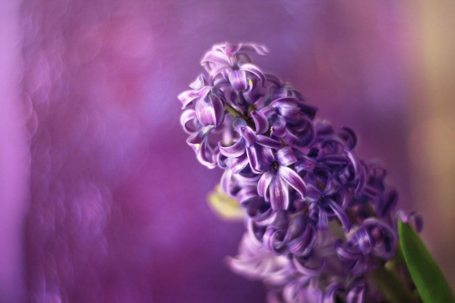 , Инна Богуславская