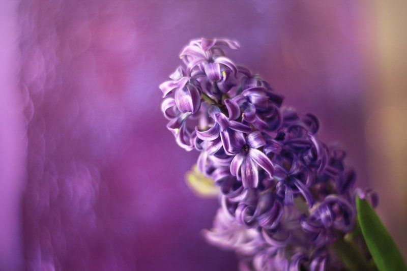 Встречая весну фото превью