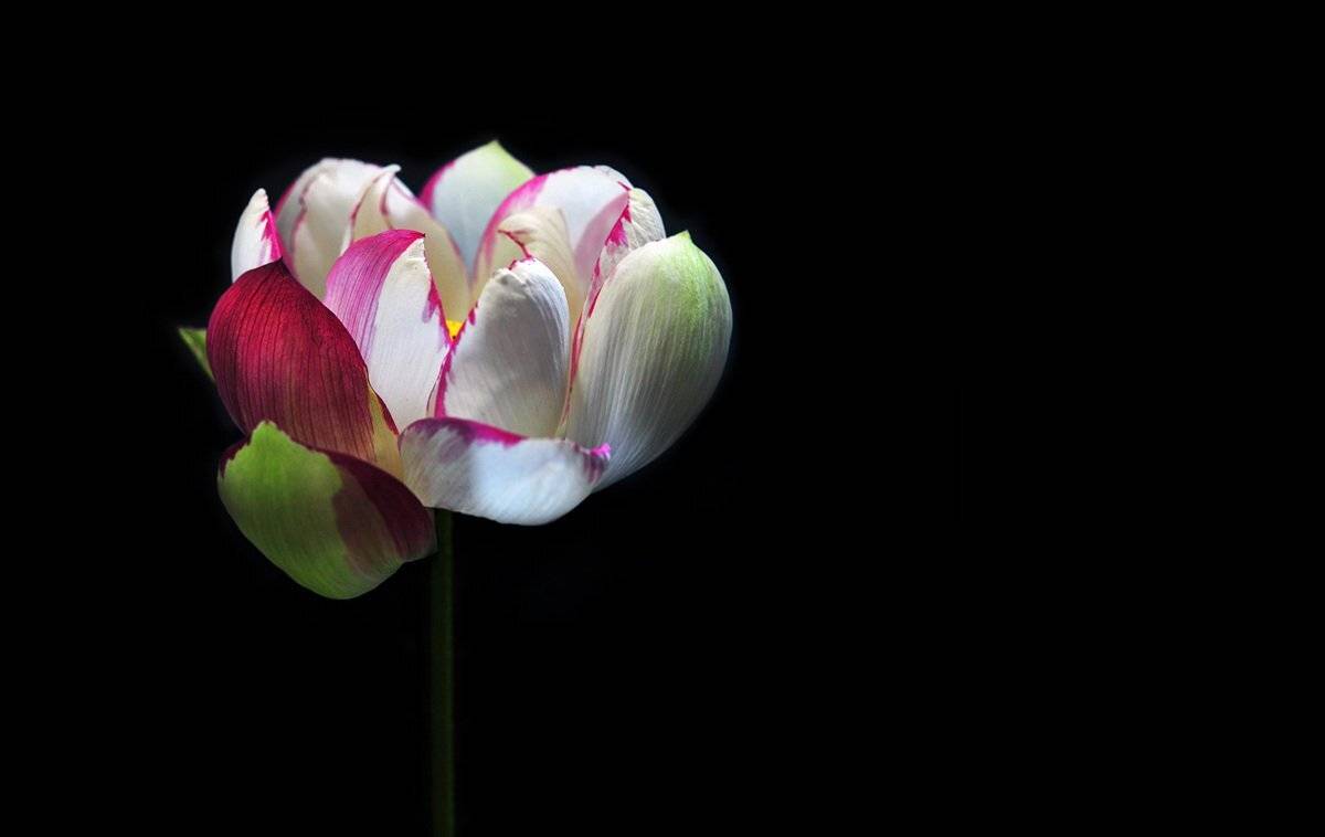 lotus , CHOI  JEONG KYU