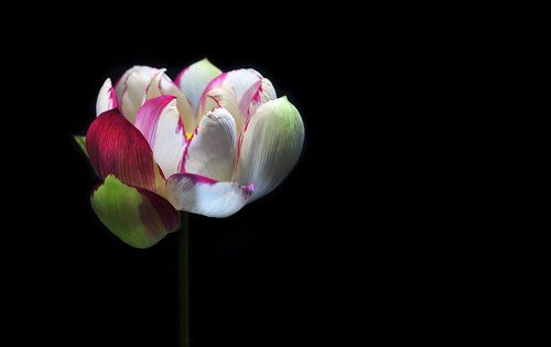 Lotus photographer
