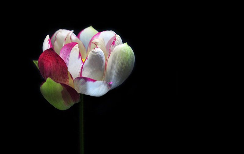 lotus  Lotus photographer фото превью