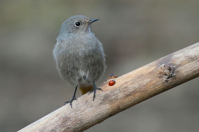 Горихвостка-чернушка.(лат. Phoenicurus ochruros). фото превью