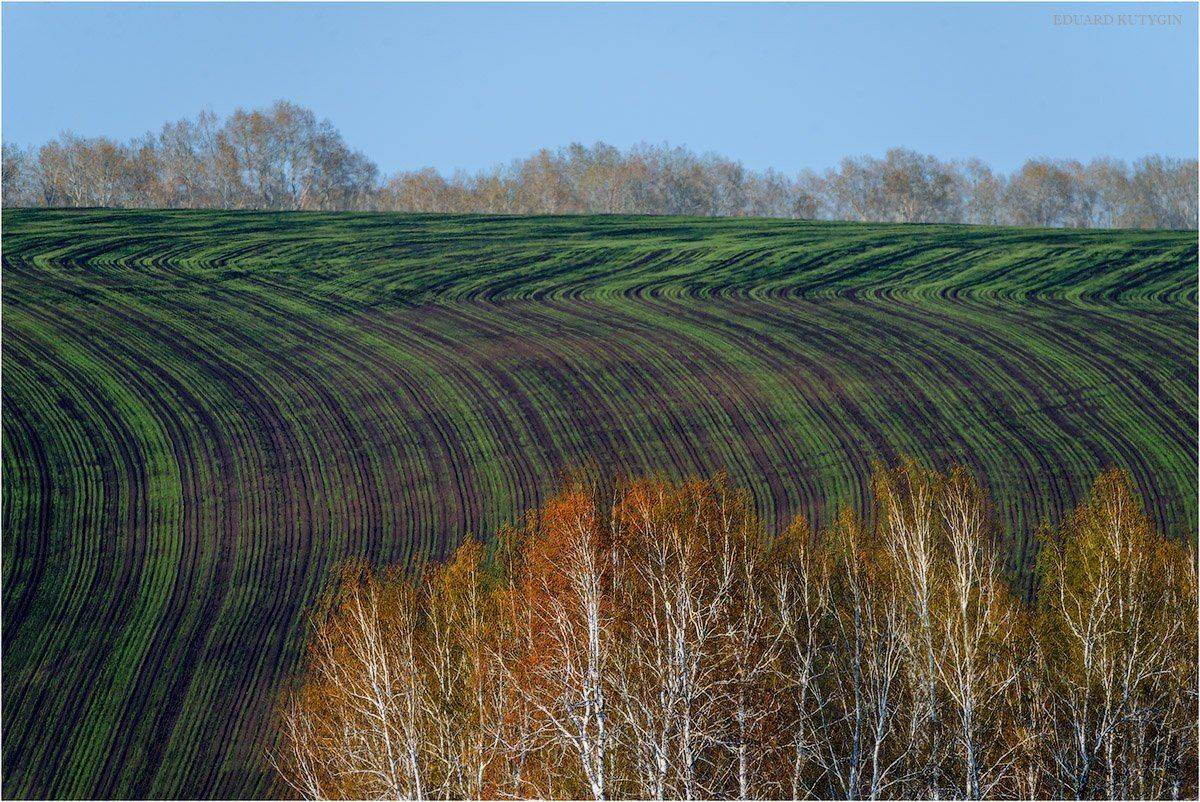 Кутыгин, Зауралье, Курганская, рожь, жито, озимые, Кутыгин Эдуард