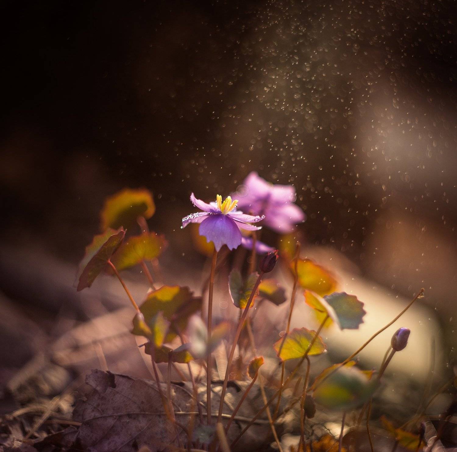 , Екатерина Науменко